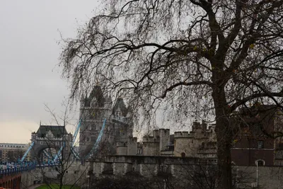 DSC_5900 (Large).JPG